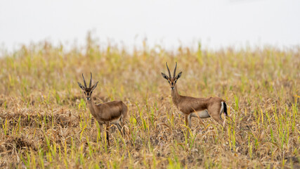 Fototapeta premium chinkara (Gazella bennettii) 