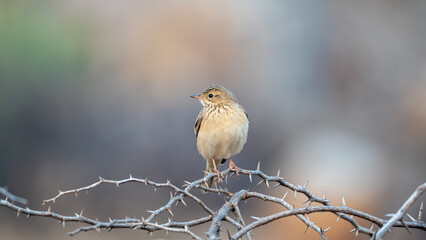 Blyth's pipit (Anthus godlewskii)
