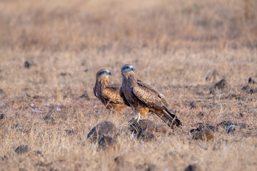 Black-eared Kite
