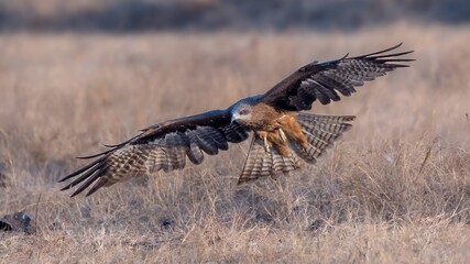 Black-eared Kite