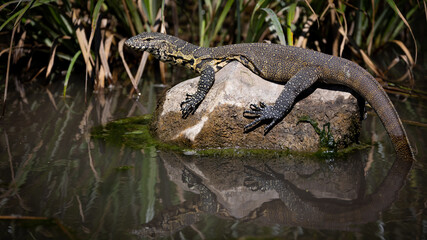 Water monitor lizard on a rock
