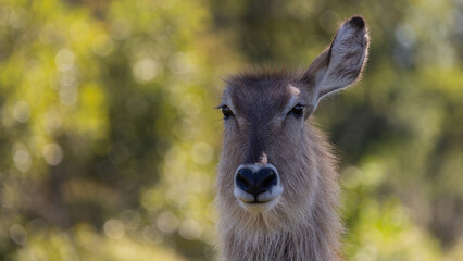 Waterbuck ewe with only one ear