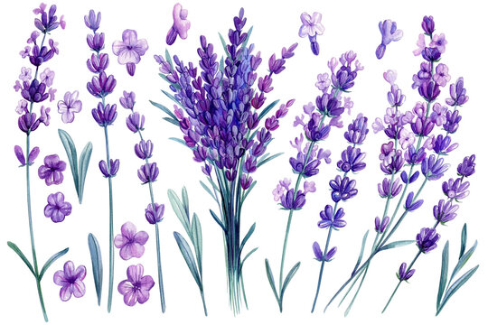 Lavender watercolor. Set of purple field flowers on isolated white background, watercolor illustration