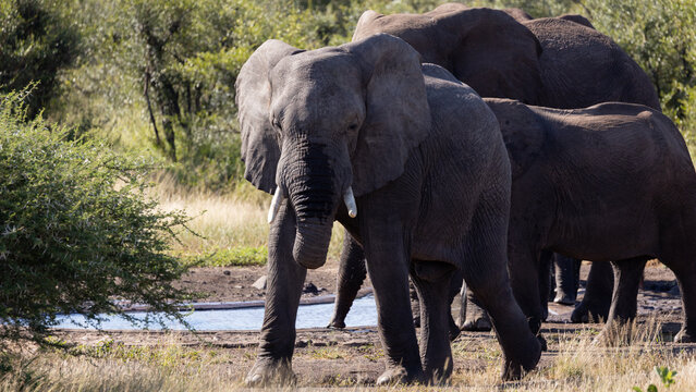 African elephants at a waterhole 