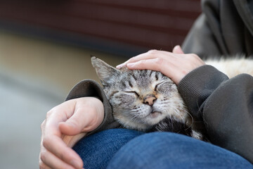 猫を撫でる