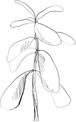 Branch with leaves sketch, botanical lineart illustration