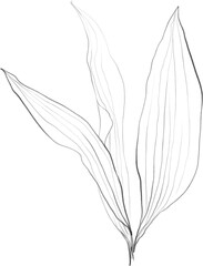 Leaves sketch, botanical lineart illustration