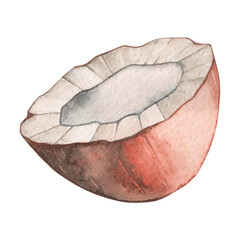 Naklejka premium Watercolor drawing half of a coconut. Tropical walnut. Isolated on white background.
