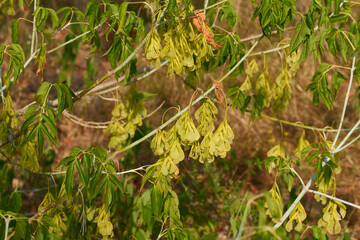 Eschen-Ahorn (Acer negundo)	