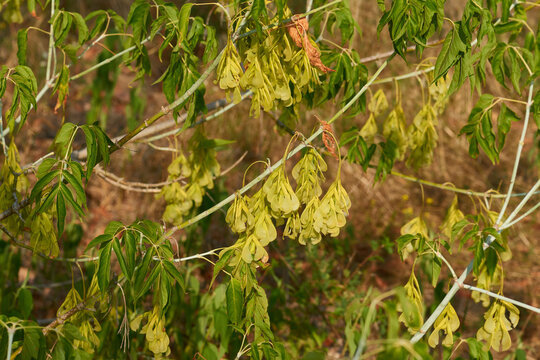 Eschen-Ahorn (Acer negundo)	