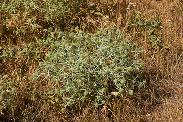 Feld-Mannstreu (Eryngium campestre)	
