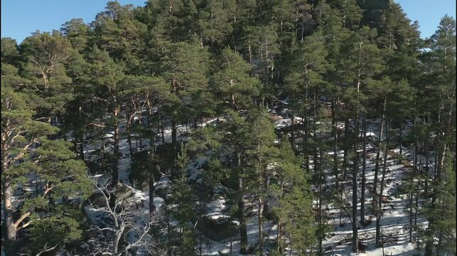 Aerial view of a mountain covered with snow and green forest in winter in Borovoe National Park in Kazakhstan. Mountains, snow, winter, trees, forest, blue sky