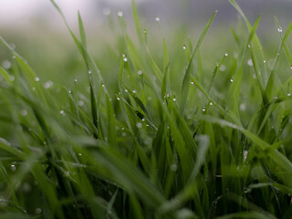 dew on grass