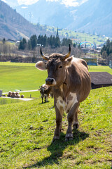 cow in the fields of Grarus in Switzerland with a paragliding person in the background