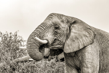 African Bull Elephant, SA