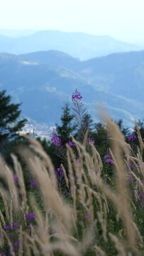 Vertical view of meadow flowers with a background of mountains