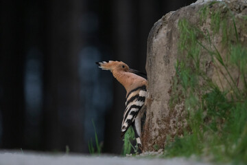 Eurasian hoopoe (Upupa epops)