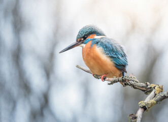 Beautiful Common Kingfisher, Alcedo atthis perched on a small branch on a frosty day in Germany,...