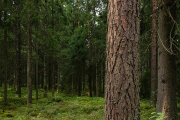 Obraz premium Beautiful forest landscape in summer