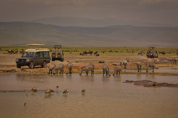 Fototapeta na wymiar Zebras trinken Wasser im Ngorogoro Krater