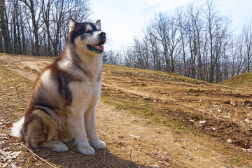 Alaska malamute