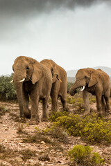 Fototapeta na wymiar Herd of African Elephants