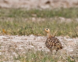 Little chestnut bellied Sand grouse while whistling in a field