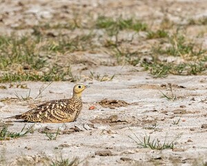 Petit chestnut sand grouse while resting in a forest sand