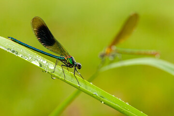 Male banded demoiselle fly