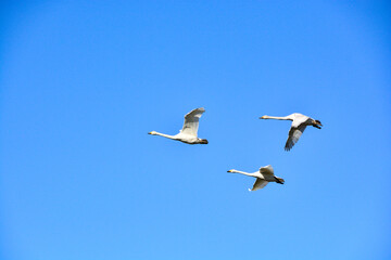 Obraz premium 空を飛ぶハクチョウ 