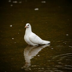 White pigeon reflected in the water