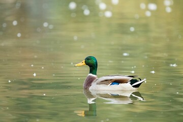 Fototapeta premium Selective focus shot of a mallard duck (Anas platyrhynchos) swimming in the lake