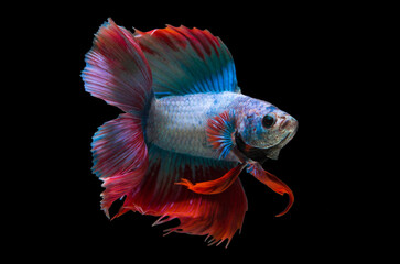 Fototapeta premium siamese fighting fish on black background