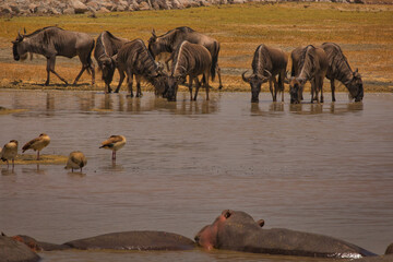 Gnus in Afrika