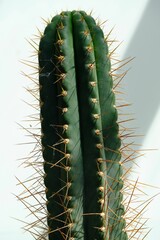 Vertical closeup shot of details on a green cactus