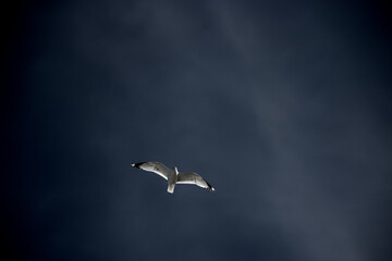 Seagull flying with blue skye background