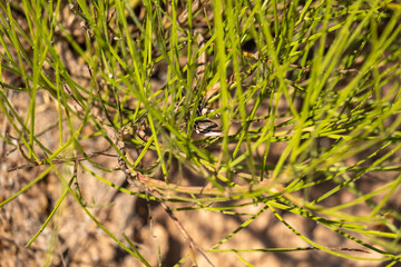 Hidden green head of a reptile trough blurred greenish nature, hidden green reptile hear and eyes in green background, hidden wildlife, green lizard in nature, hunter chameleon with hide greennature
