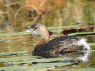 Cute pied-billed brown grebe (Podilymbus podiceps) swimming in the water on the blurred background