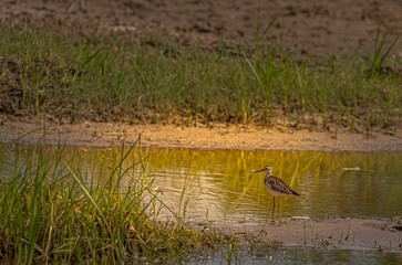 Wood sandpiper in wetland searching for food.