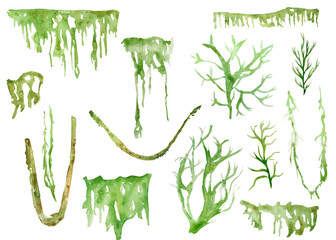 Set of forest moss, hanging lichen of different shapes watercolor.