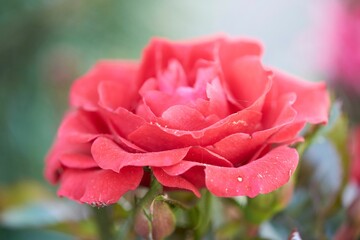 Closeup of a beautiful pink rose on a blurry background