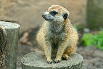 meerkat on guard