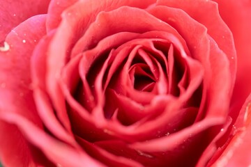 Beautiful closeup of a pink rose