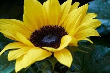 Closeup of a beautiful sunflower