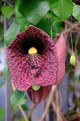 Vertical shot of an Aristolochia gigantea flower in the Botanical garden in Augsburg, Germany.