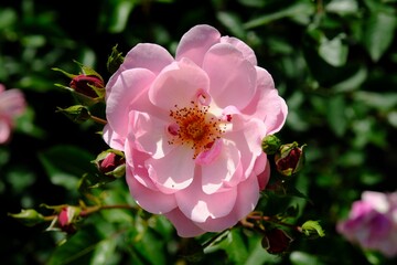 Selective focus of pink garden rose on a sunny day
