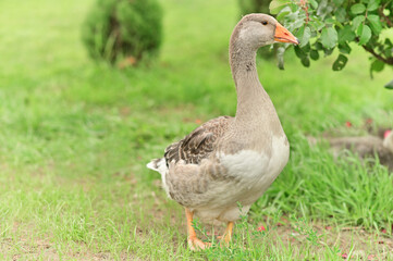 Close-up portrait of a wild grey gander goose walking in green grass in a summer field with soft natural light shot with telephoto lens with softly blurred background with copy space
