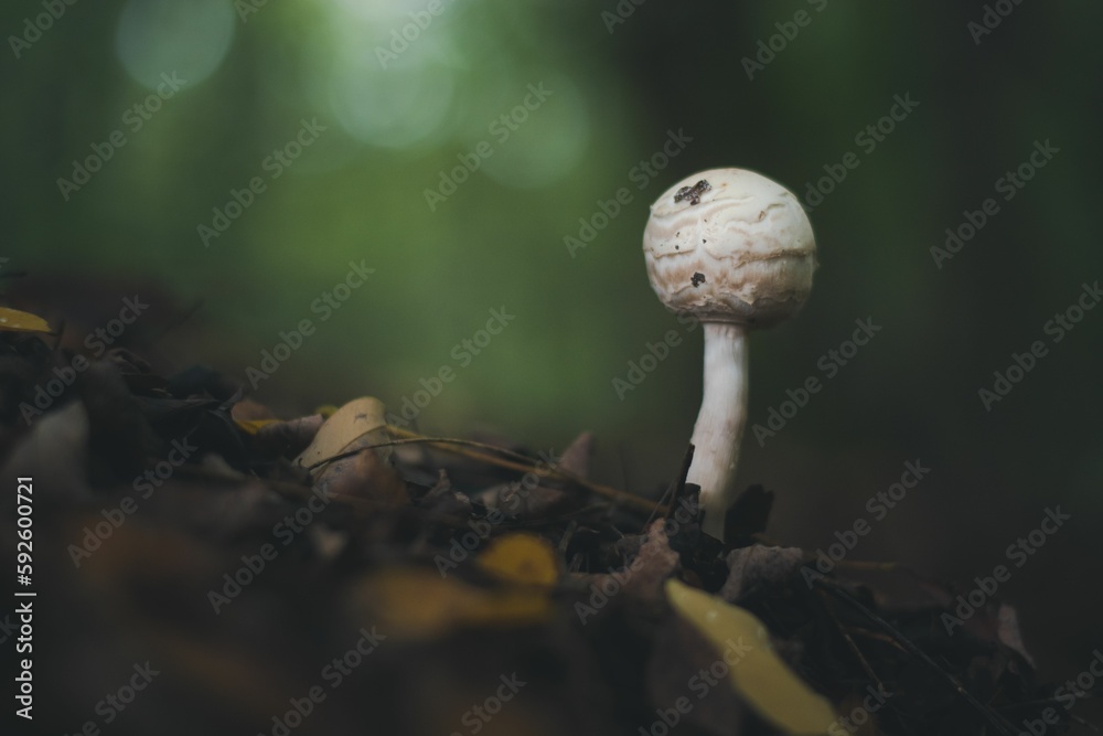 Sticker closeup of a small mushroom growing in a forest with blurred background