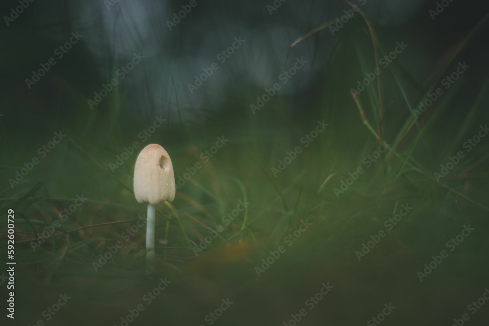 Sticker closeup of a small mushroom growing in a forest with blurred background