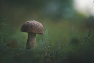 Closeup of a small mushroom growing in a forest with blurred background